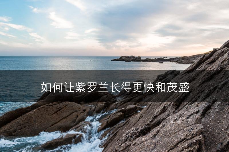 如何让紫罗兰长得更快和茂盛(图1)