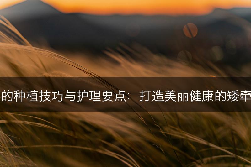 矮牵牛的种植技巧与护理要点：打造美丽健康的矮牵牛花园(图1)