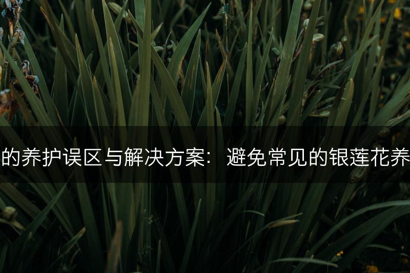 银莲花的养护误区与解决方案：避免常见的银莲花养护错误(图1)