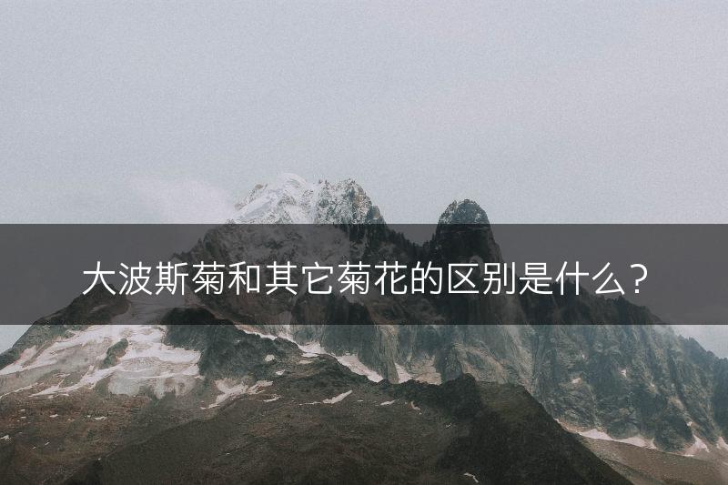 大波斯菊和其它菊花的区别是什么？(图1)