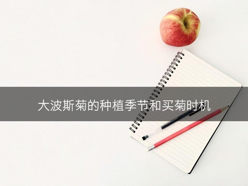 大波斯菊的种植季节和买菊时机(图1)