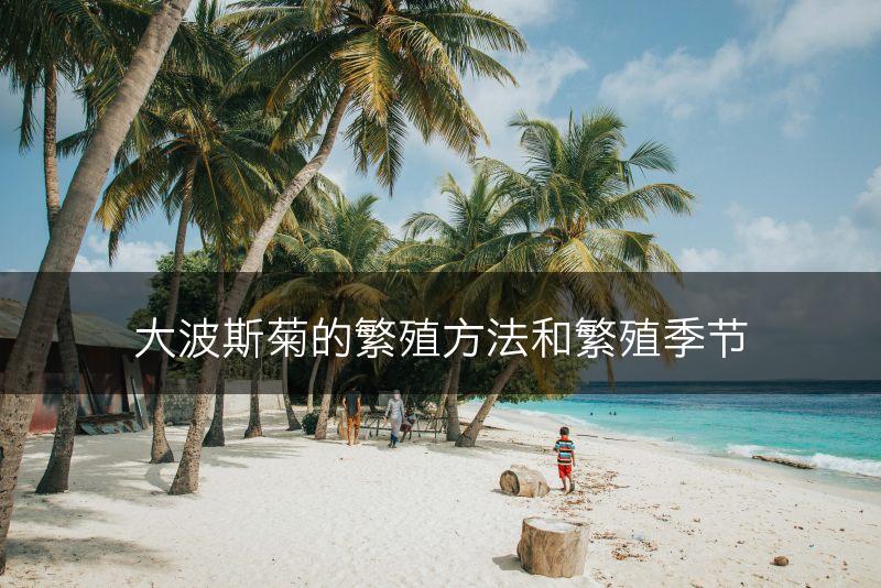 大波斯菊的繁殖方法和繁殖季节(图1)