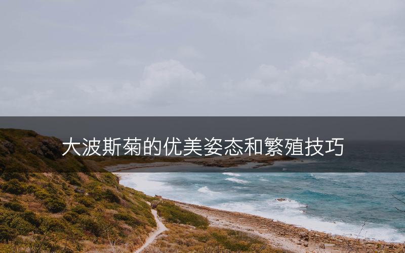 大波斯菊的优美姿态和繁殖技巧(图1)