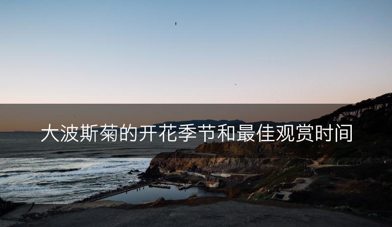 大波斯菊的开花季节和最佳观赏时间(图1)
