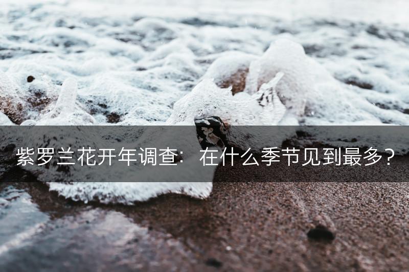 紫罗兰花开年调查：在什么季节见到最多？(图1)
