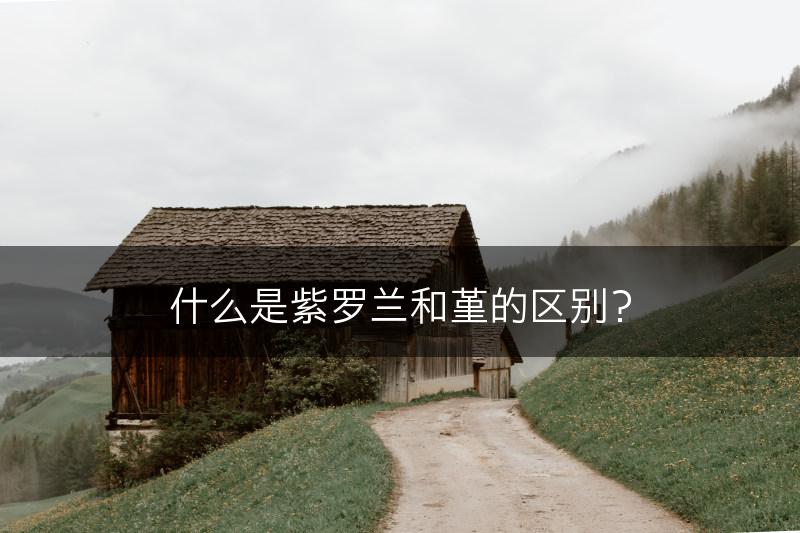什么是紫罗兰和堇的区别？(图1)