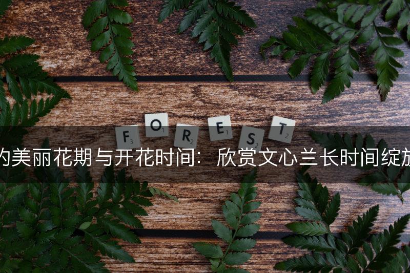 文心兰的美丽花期与开花时间：欣赏文心兰长时间绽放的美丽(图1)