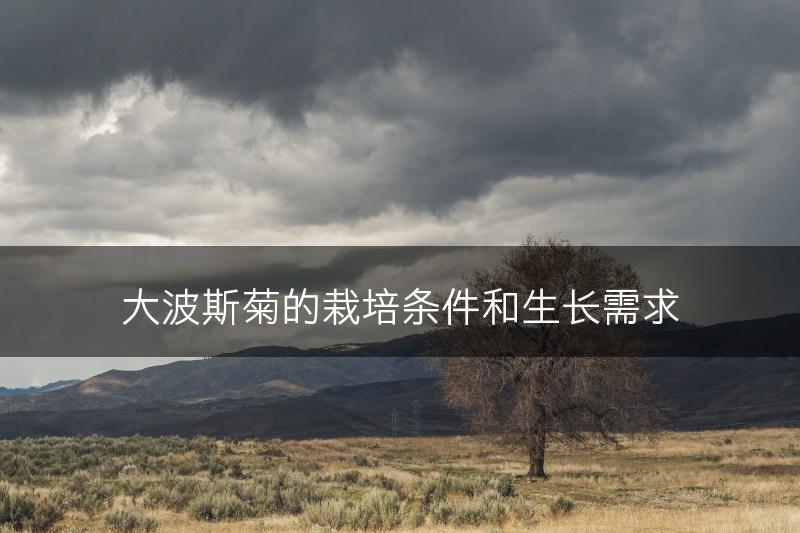 大波斯菊的栽培条件和生长需求(图1)