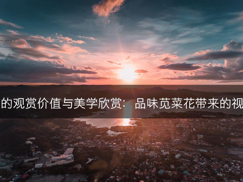 苋菜花的观赏价值与美学欣赏：品味苋菜花带来的视觉享受(图1)