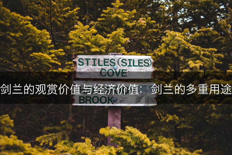剑兰的观赏价值与经济价值：剑兰的多重用途(图1)