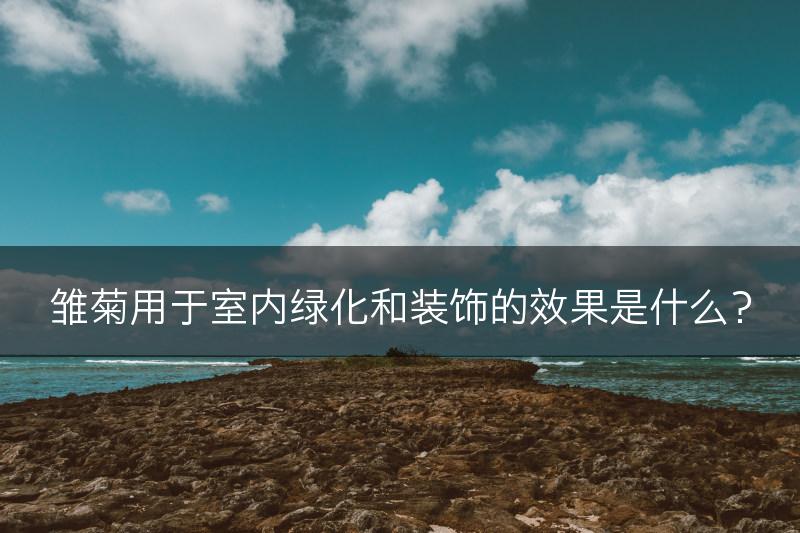 雏菊用于室内绿化和装饰的效果是什么？(图1)