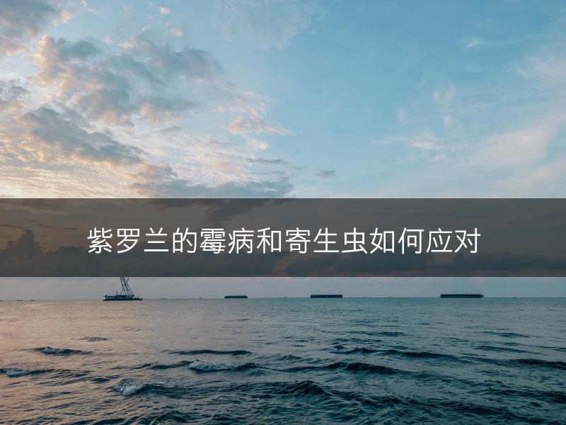 紫罗兰的霉病和寄生虫如何应对(图1)