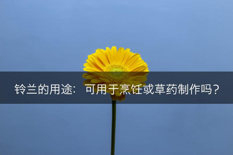 铃兰的用途：可用于烹饪或草药制作吗？(图1)