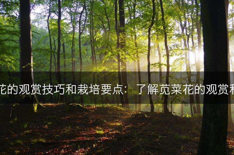 苋菜花的观赏技巧和栽培要点：了解苋菜花的观赏和养护(图1)
