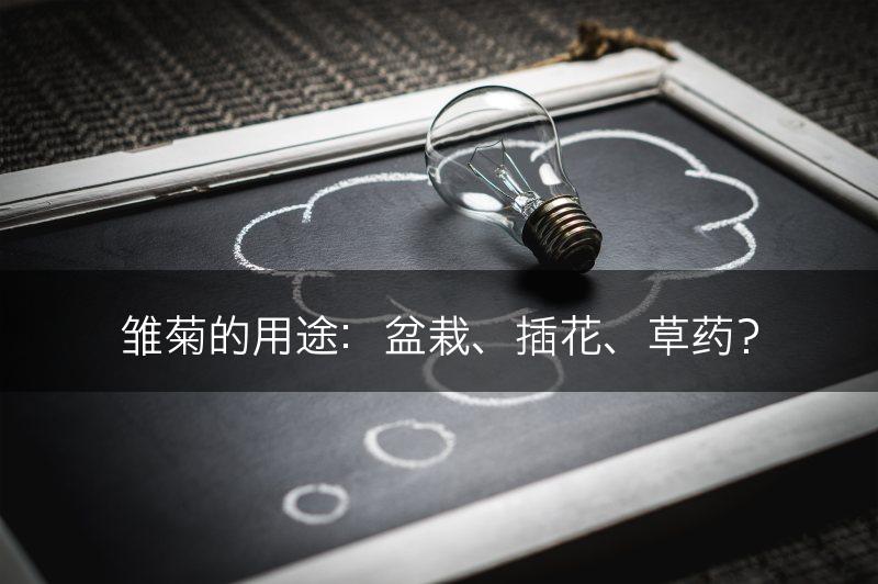 雏菊的用途:盆栽、插花、草药?(图1) 雏菊的用途:盆栽、插花、草药?(图1)