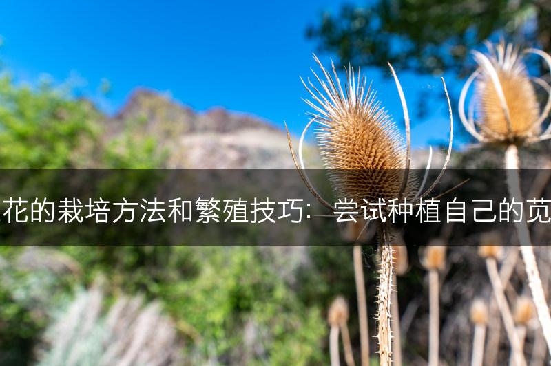 苋菜花的栽培方法和繁殖技巧：尝试种植自己的苋菜花(图1)
