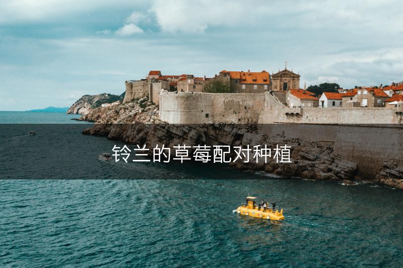 铃兰的草莓配对种植(图1)