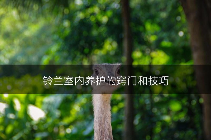 铃兰室内养护的窍门和技巧(图1) 铃兰室内养护的窍门和技巧(图1)