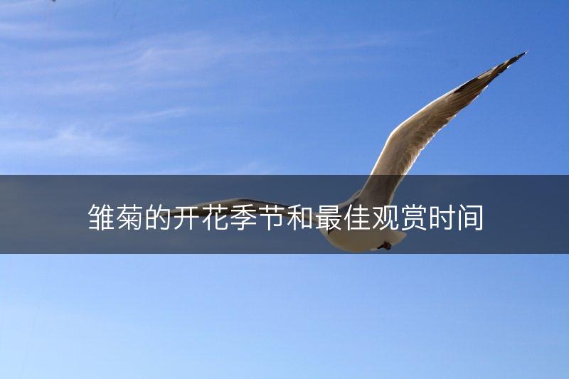 雏菊的开花季节和最佳观赏时间(图1)