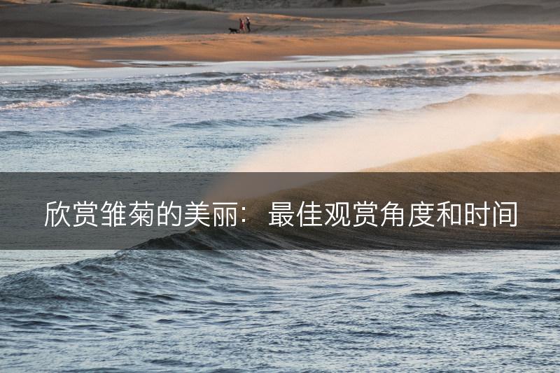 欣赏雏菊的美丽:最佳观赏角度和时间(图1) 欣赏雏菊的美丽:最佳观赏角度和时间(图1)