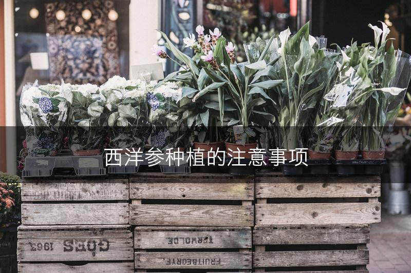 西洋参种植的注意事项(图1)