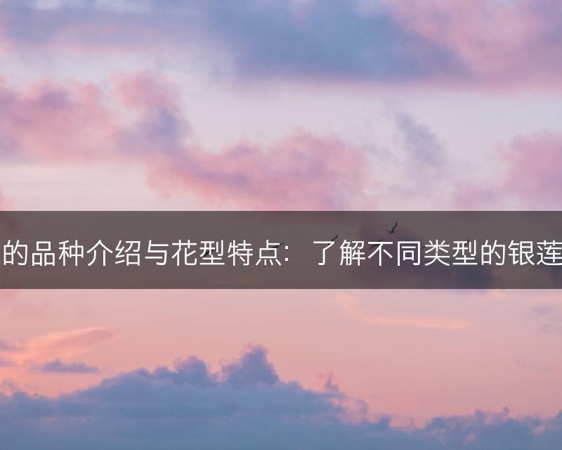 银莲花的品种介绍与花型特点:了解不同类型的银莲花品种(图1) 银莲花的品种介绍与花型特点:了解不同类型的银莲花品种(图1)