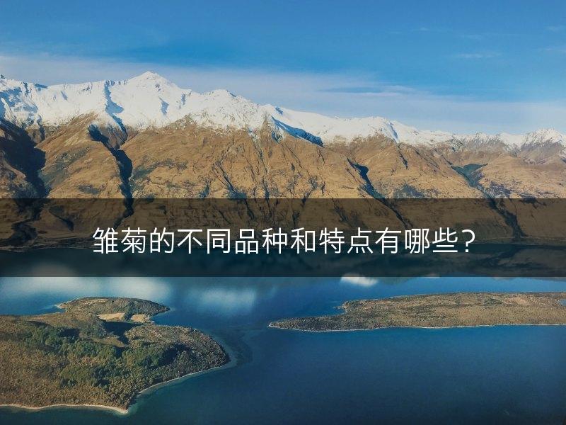 雏菊的不同品种和特点有哪些？(图1)