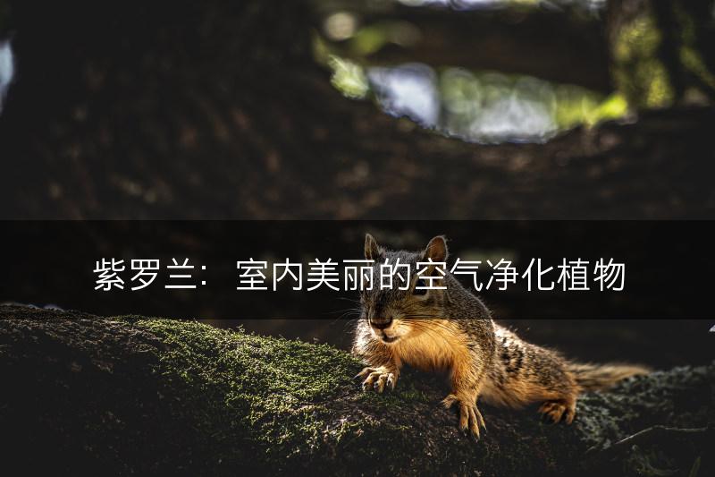 紫罗兰：室内美丽的空气净化植物(图1)