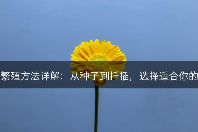 文心兰的繁殖方法详解：从种子到扦插，选择适合你的繁殖方式(图1)