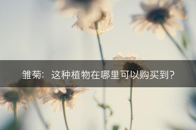 雏菊:这种植物在哪里可以购买到?(图1) 雏菊:这种植物在哪里可以购买到?(图1)
