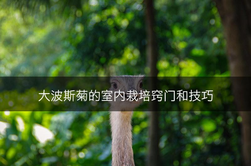 大波斯菊的室内栽培窍门和技巧(图1)