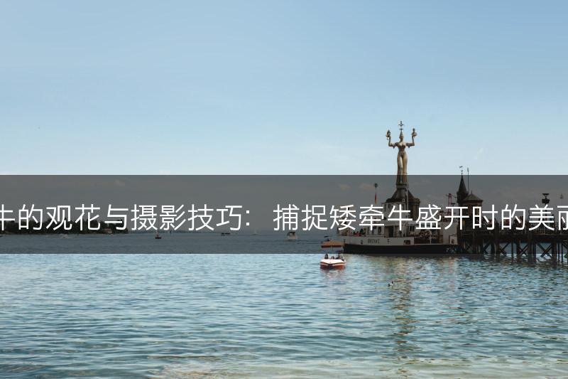 矮牵牛的观花与摄影技巧：捕捉矮牵牛盛开时的美丽瞬间(图1)