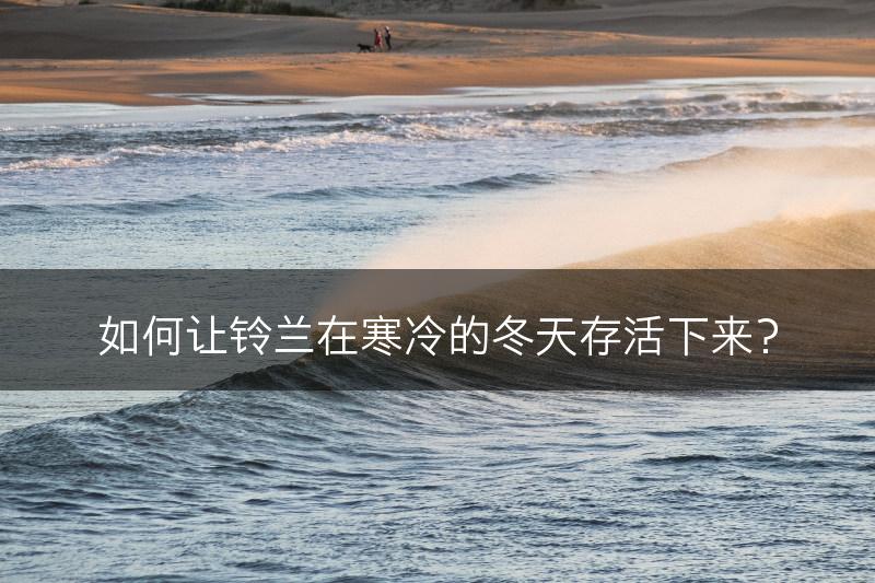 如何让铃兰在寒冷的冬天存活下来？(图1)