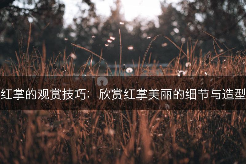 红掌的观赏技巧：欣赏红掌美丽的细节与造型(图1)