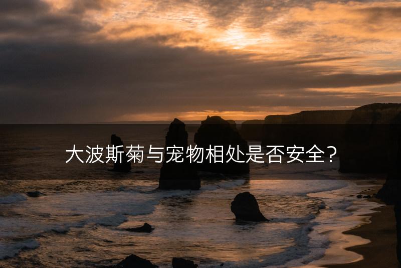 大波斯菊与宠物相处是否安全？(图1)