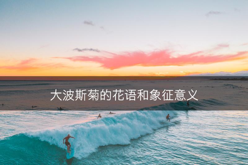 大波斯菊的花语和象征意义(图1)