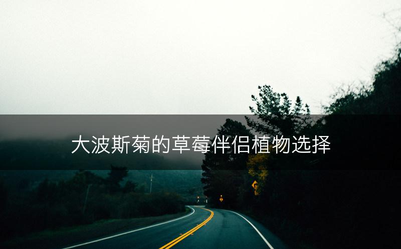 大波斯菊的草莓伴侣植物选择(图1)