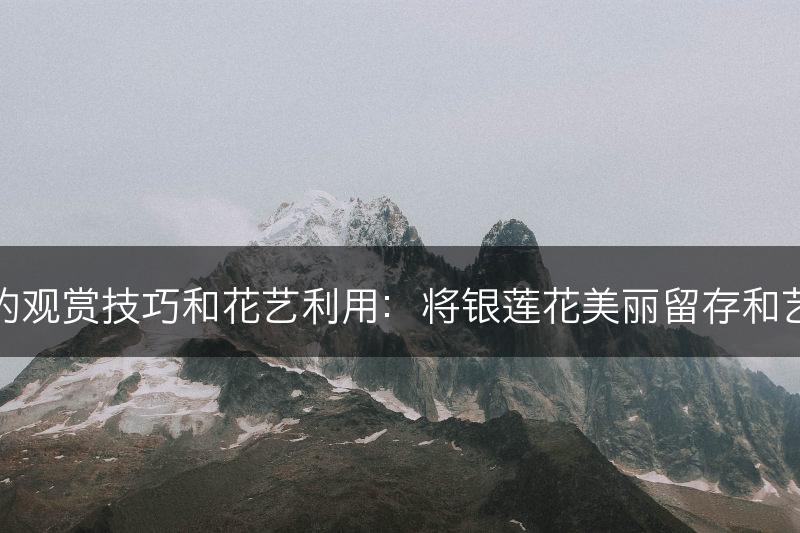 银莲花的观赏技巧和花艺利用：将银莲花美丽留存和艺术表现(图1)