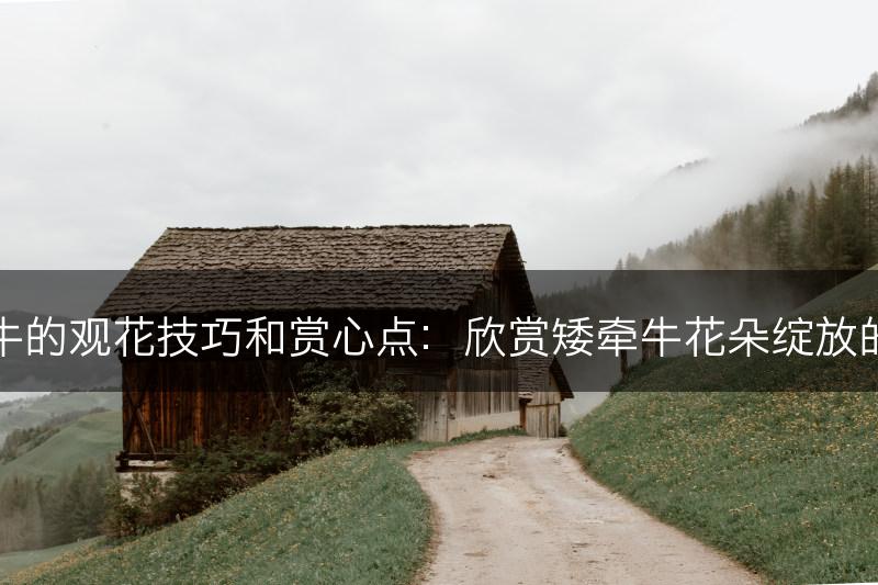 矮牵牛的观花技巧和赏心点：欣赏矮牵牛花朵绽放的美丽(图1)