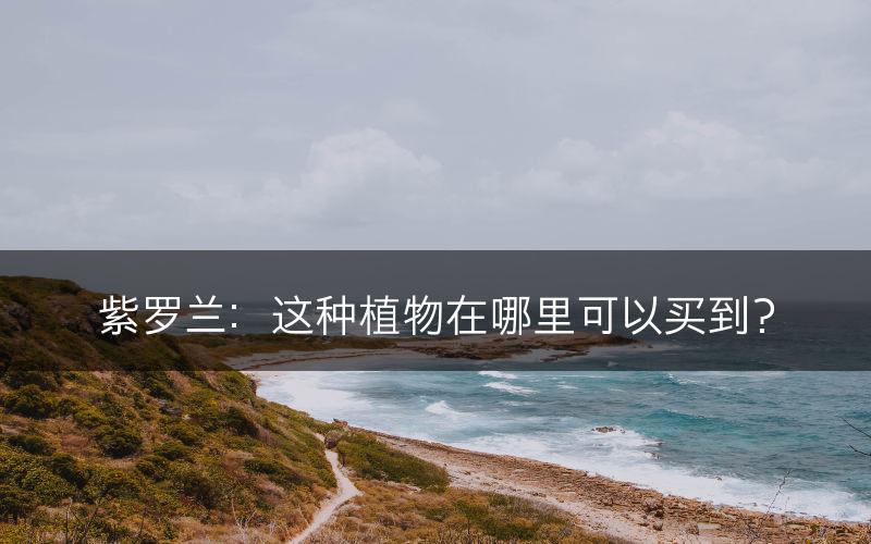 紫罗兰：这种植物在哪里可以买到？(图1)