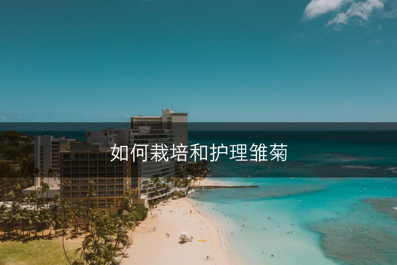 如何栽培和护理雏菊(图1) 如何栽培和护理雏菊(图1)