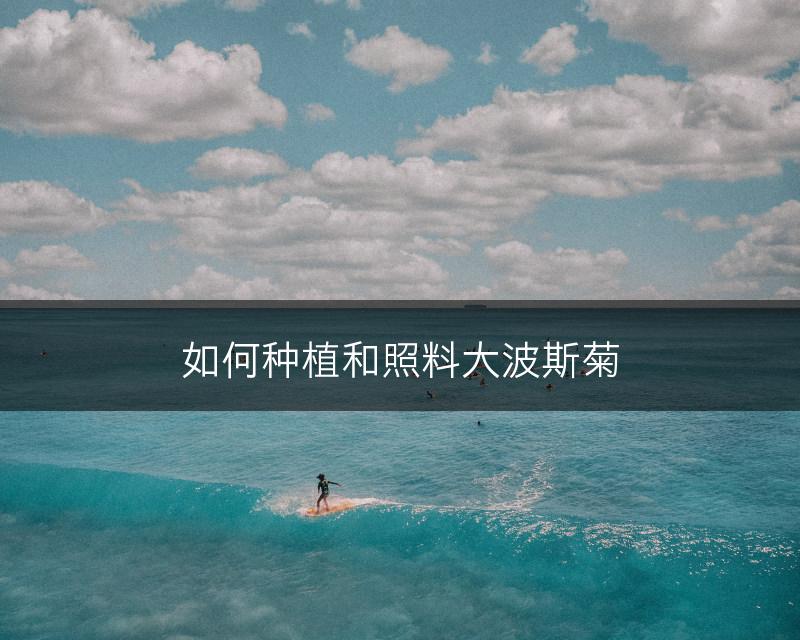 如何种植和照料大波斯菊(图1)