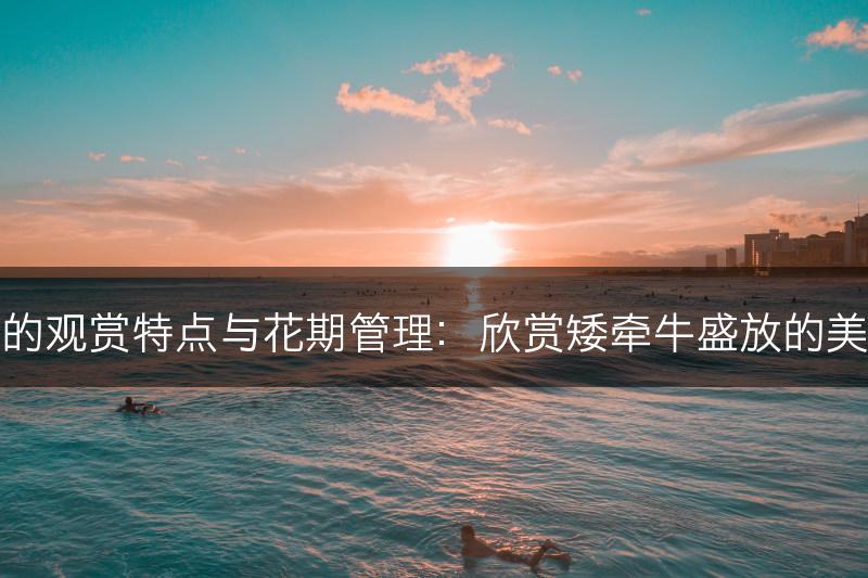 矮牵牛的观赏特点与花期管理：欣赏矮牵牛盛放的美丽花朵(图1)