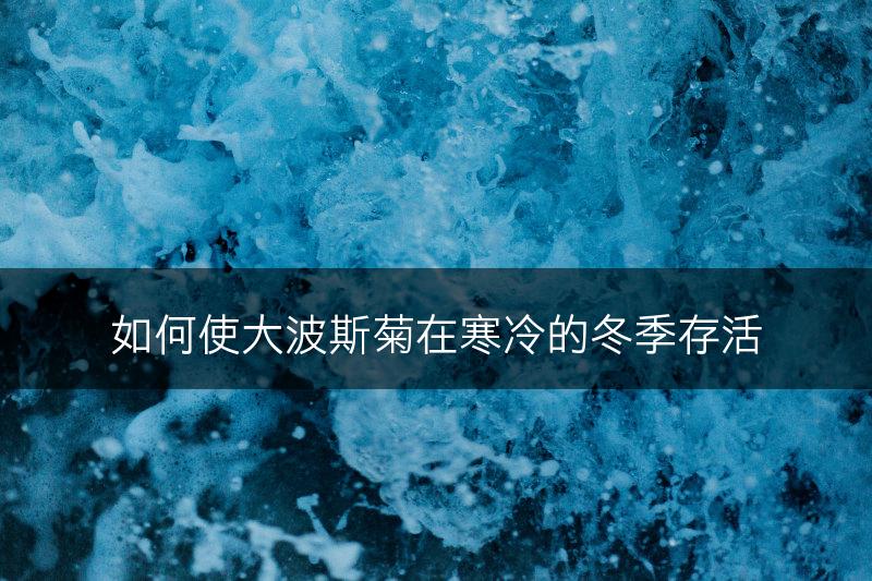 如何使大波斯菊在寒冷的冬季存活(图1)