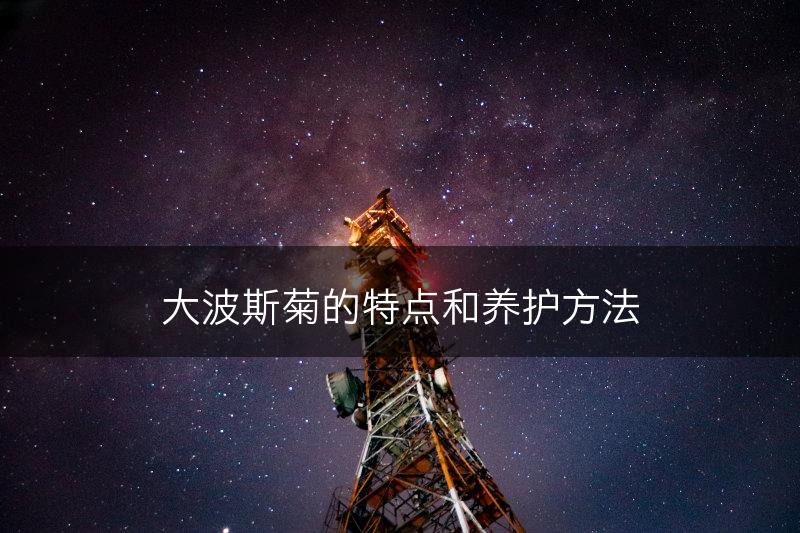大波斯菊的特点和养护方法(图1)