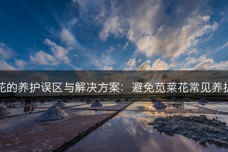 苋菜花的养护误区与解决方案：避免苋菜花常见养护错误(图1)
