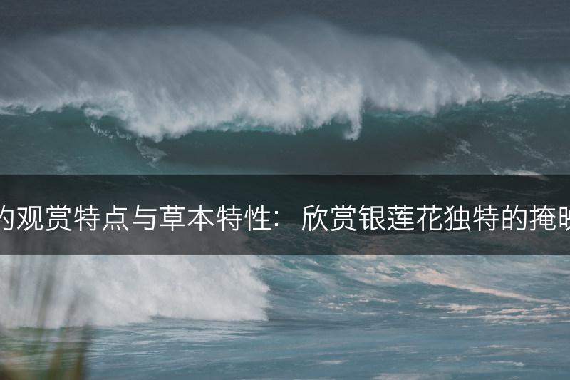 银莲花的观赏特点与草本特性:欣赏银莲花独特的掩映草丛美(图1) 银莲花的观赏特点与草本特性:欣赏银莲花独特的掩映草丛美(图1)