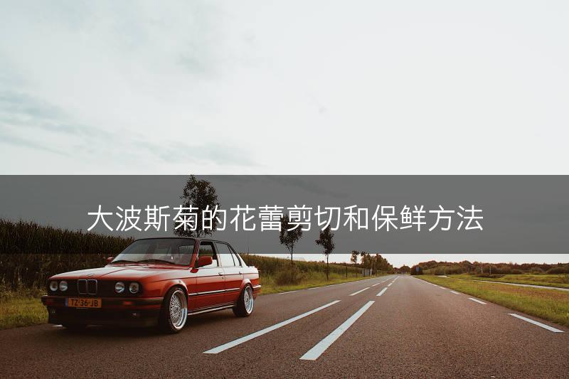 大波斯菊的花蕾剪切和保鲜方法(图1)