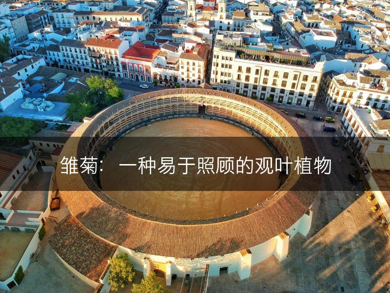 雏菊:一种易于照顾的观叶植物(图1) 雏菊:一种易于照顾的观叶植物(图1)