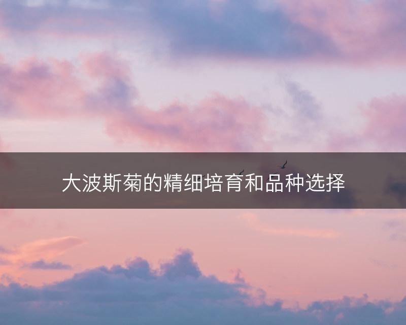 大波斯菊的精细培育和品种选择(图1)